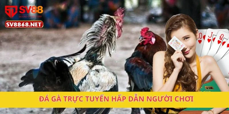 SV88 - Link trang chủ cá cược thể thao duy của sv88.com 14 Đá gà trực tuyến hấp dẫn người chơi